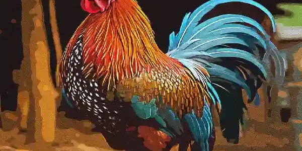 Tips Memilih Indukan Ayam Bangkok Berkualitas Unggul Tips Memilih Indukan Ayam Bangkok Berkualitas Unggul